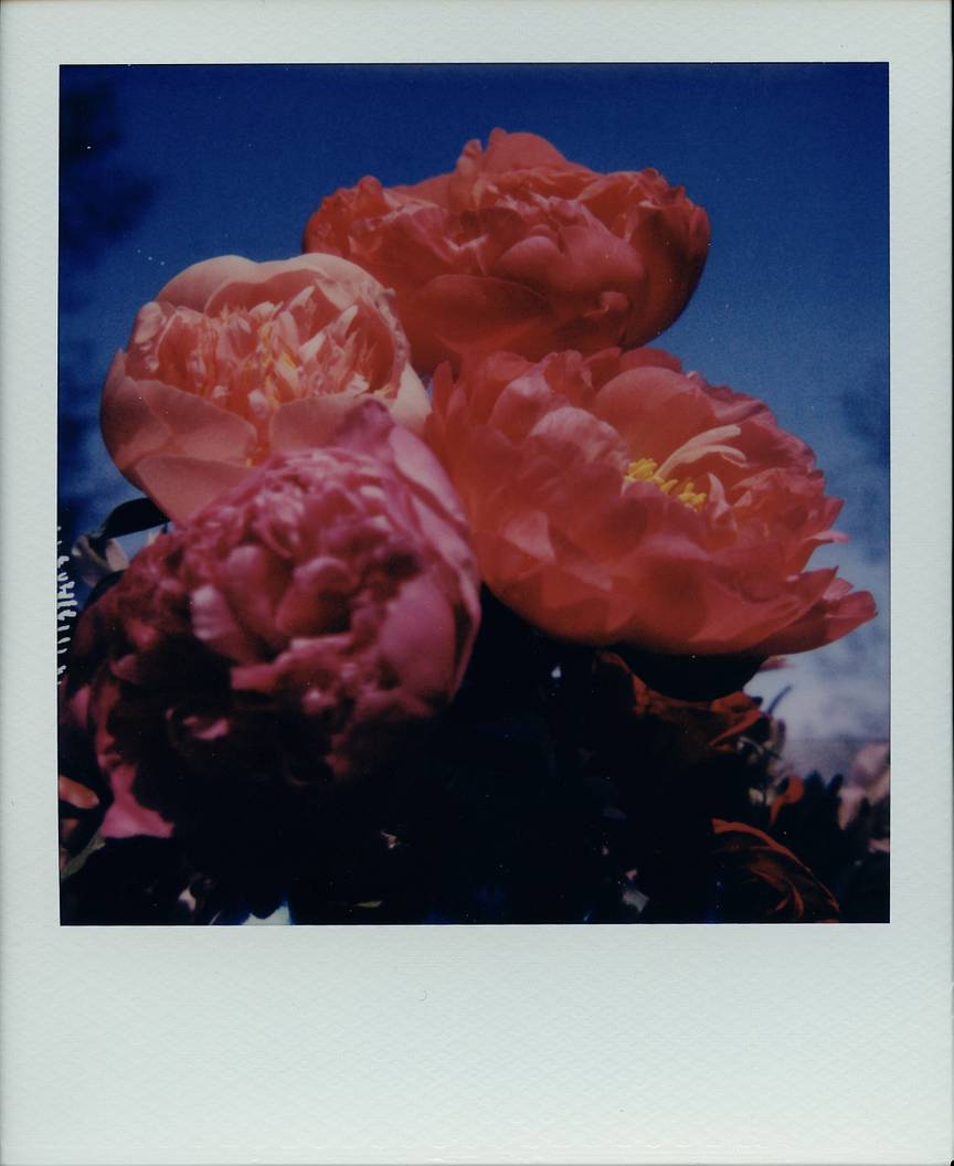 Photos by danielknorrr, sirfribbit, appleman35mm, samueltauil, and theleanover