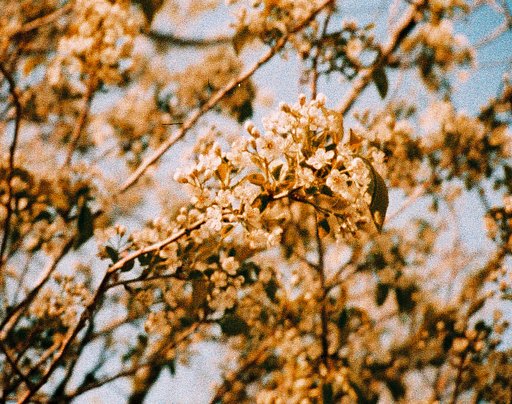 Awesome Albums: Pentax Auto 110 x Peacock x Beach by bnjmn