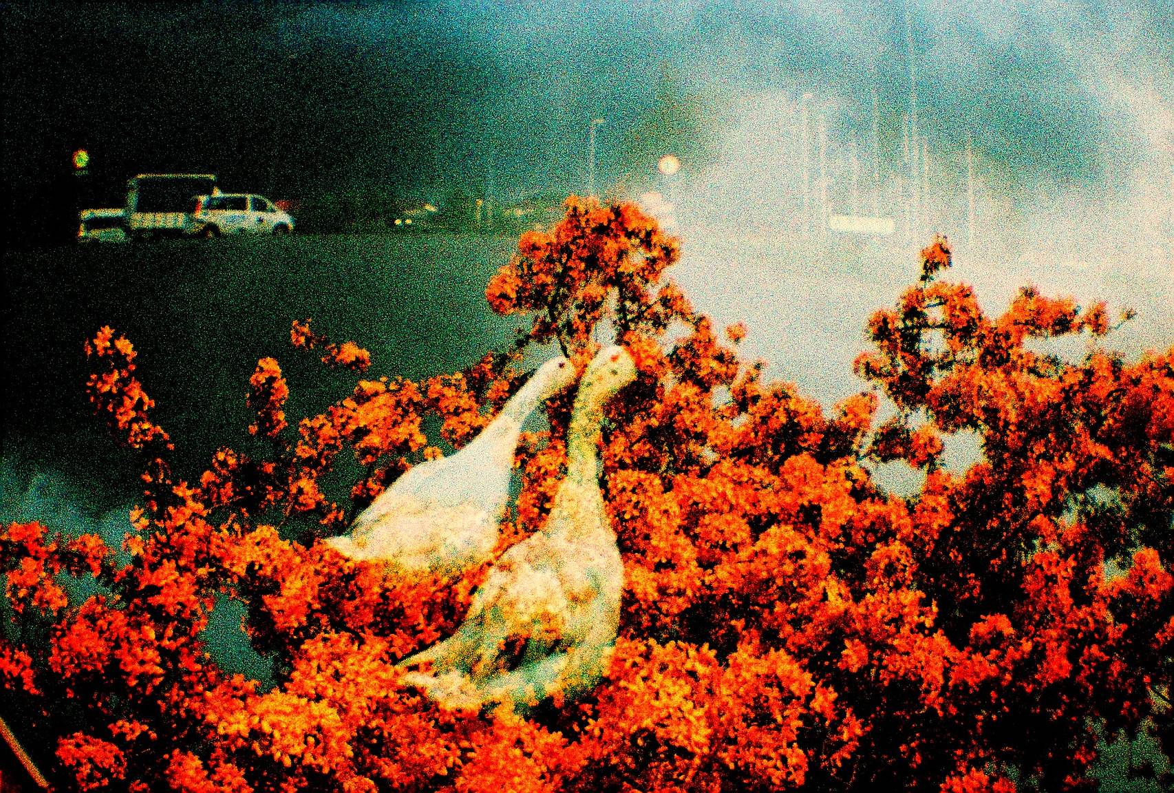 35mm Back+で撮影された美しいDiana F+ 写真 · Lomography
