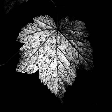 alfred_gerke
