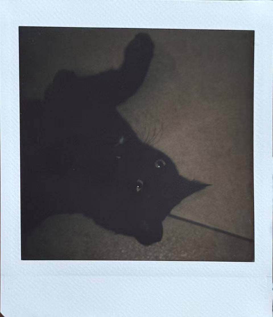 一些奇怪的猫猫视角
