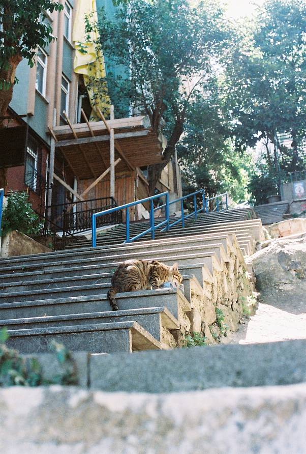 © 养乐多 &amp; 冇毛猫 | 使用 Lomography ISO 800 135 彩色负片胶卷拍摄