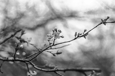 Lens: AI-S Nikkor 50mm f1.8 · Lomography