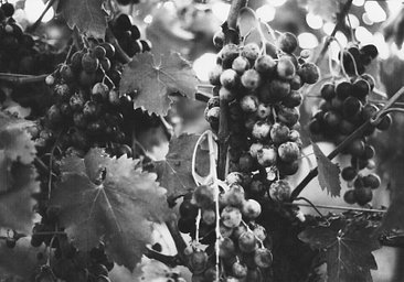 レンズ: Schneider-Kreuznach Xenon 50mm f2 · Lomography