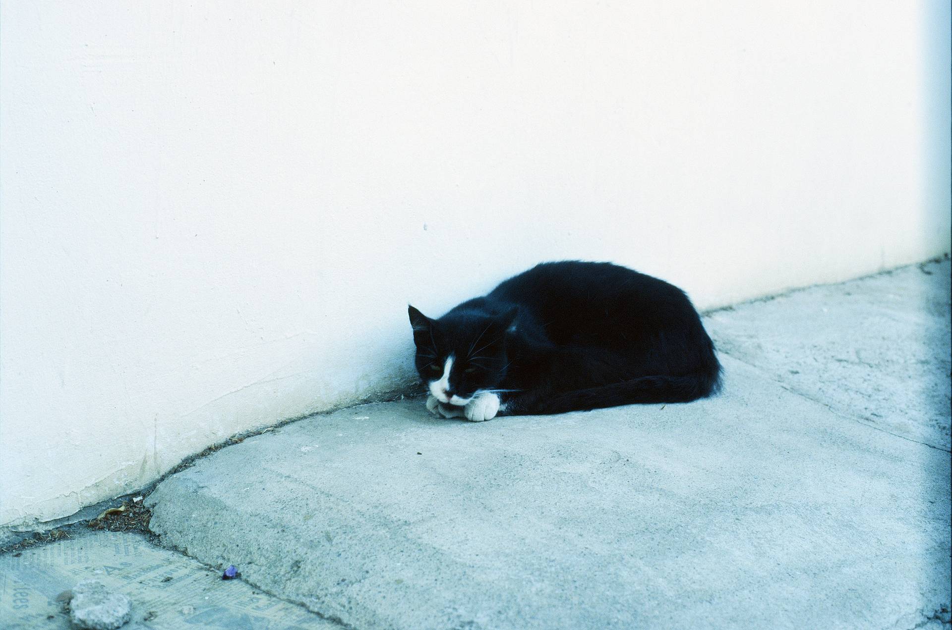 © 养乐多 &amp; 冇毛猫 | 使用 Lomography 135 ISO 400 彩色负片拍摄