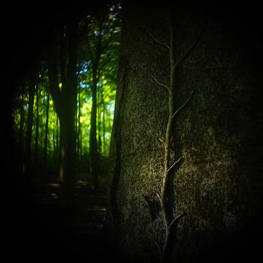 roaringtree