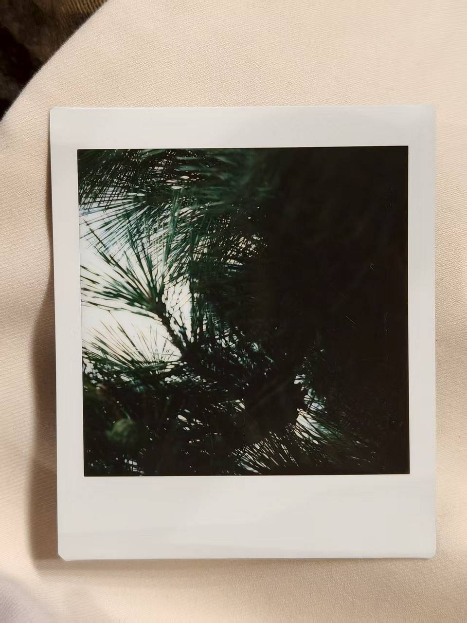 © 刘恩琦 | 使用 Lomo'Instant Square 方形拍立得相机套装 - 梦幻庄园版 拍摄，拍摄关键词：松果